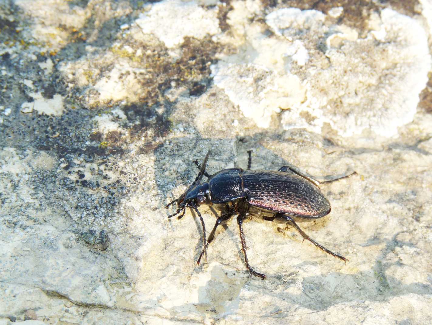 Carabo da determinare: Carabus alysidotus